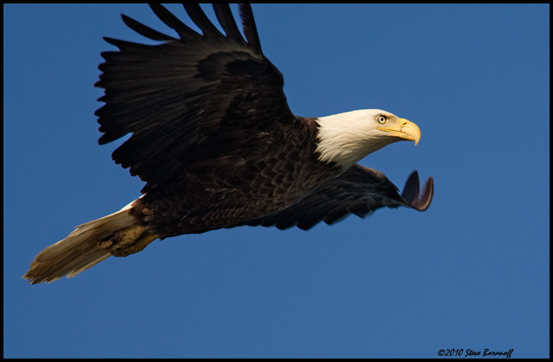 _0SB8943 american bald eagle.jpg